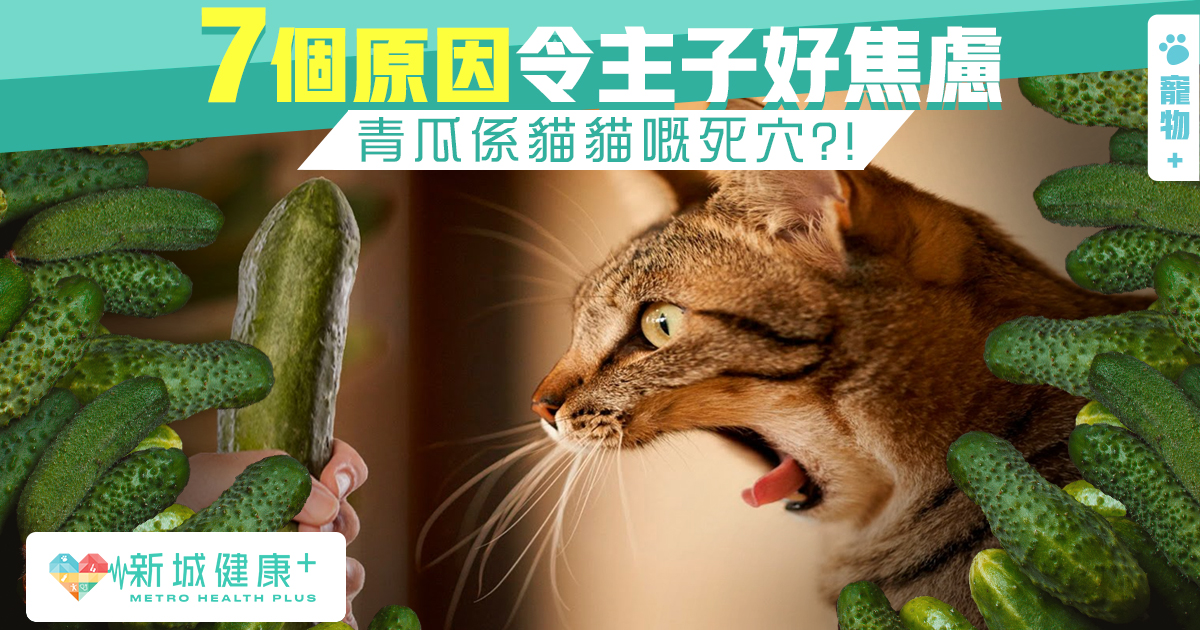 貓都有小情緒主子焦慮全因7個原因- 新城健康+