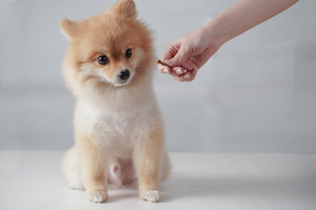 狗狗
