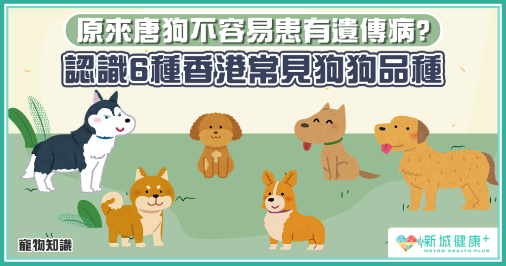 認識5種香港常見狗狗品種原來唐狗不容易患有遺傳病 新城健康
