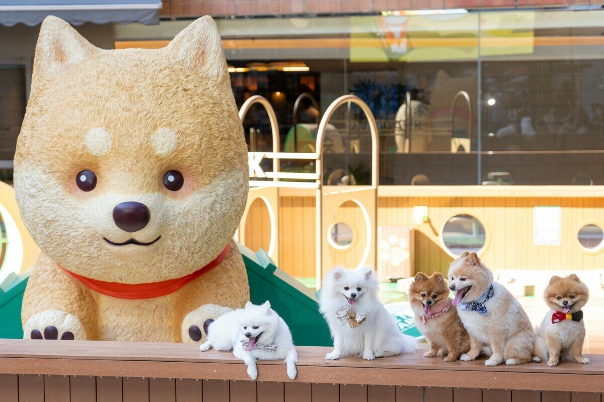 3米高柴犬裝置登場沙田一站式寵物食買玩兼打卡好去處- 新城健康＋